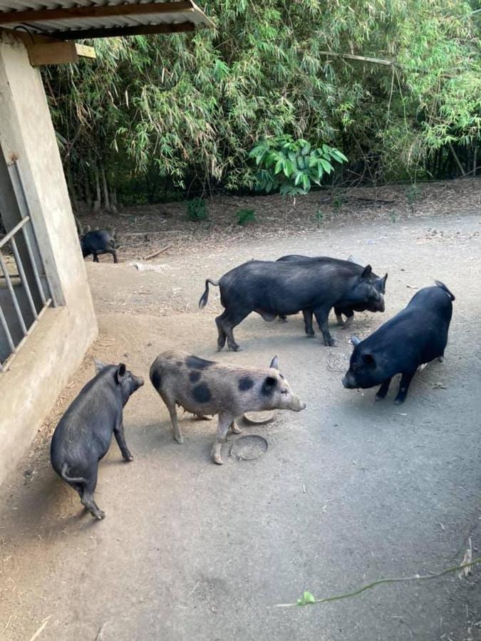Ataalaya Farmhouse Batangas Екстериор снимка